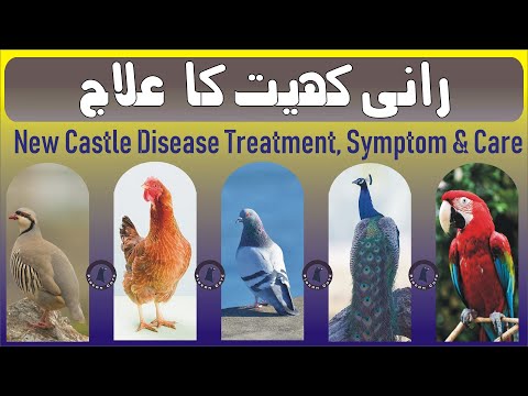 Treatment Of New Castle Disease | Rani Khait Ka Ilaj | ND Cure | ND Plus | Waleed Alam | Pigeon Cote