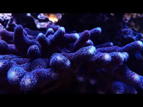 My corals close up