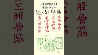 上伸筋支帯の下を通過するものの語呂合わせ～20秒で国試対策～