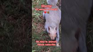 In memory of Peanut #love #squirrel #cute #peanut #shorts #animals #trending #reels #beautiful