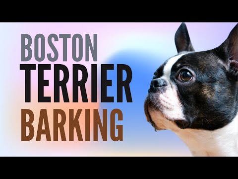 Boston Terrier Barking Way Too Much | 2 Minutes