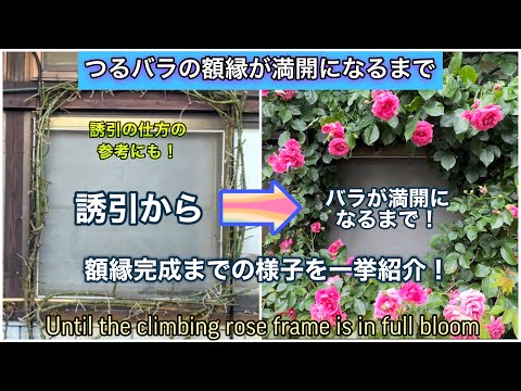 つるバラを窓枠に誘引して作るバラの額縁！誘引から開花までの様子を一挙紹介！（つるローズうらら編）