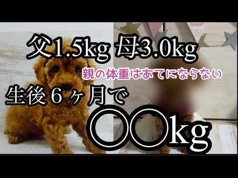 【トイプードル】だまされた？！父が1.5kgの子犬は何キロになるのか？