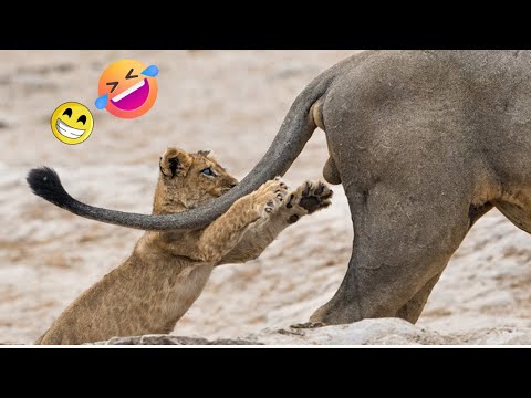 Funniest Animals  - Best Of The 2024 Funny Animal Videos 😁 - Cutest Animals Ever