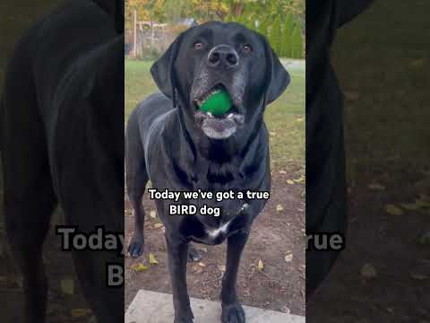 A true BIRD dog singin’ away! #labrador #blacklab #blacklabrador #blacklabpuppy #lablovers