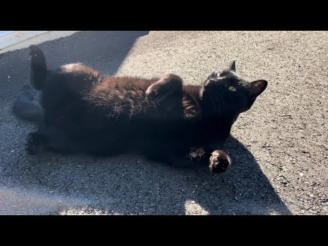 坂道で追いかけてくる黒ねこちゃん　No.７９４　に　２０２４年　１１月７日　８：００　のくろねこちゃん　black cat