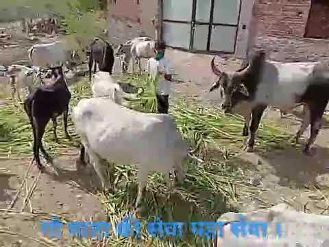 गौ माता की सेवा महा सेवा !! 🐄🐄