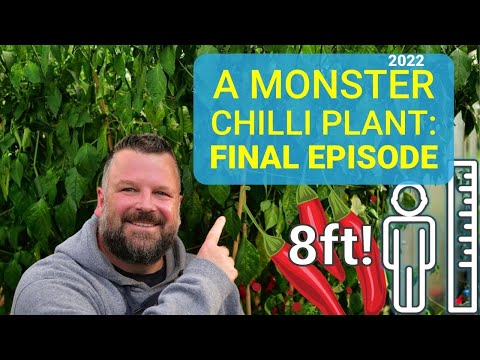 Monster Chilli Plant 2022: Final Episode