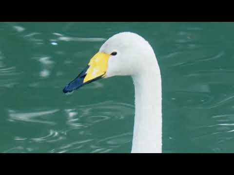 2019 1 23　白鳥Zoom　石畑池