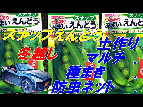 【スナップえんどう】土作り から 種まき の 育て方、 ≪コペンで家庭菜園≫ la400k 2023.11.26 siba life