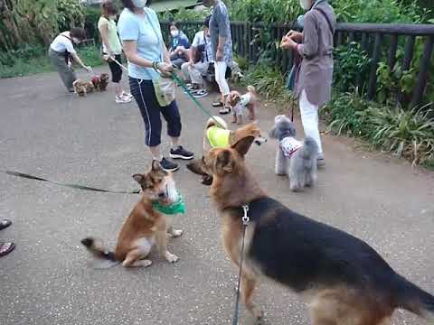 夕方のワンコ集会