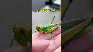 🦗🦗🦗#昆蟲 #甲蟲 #鍬形蟲 #獨角仙 #蝗蟲 #蚱蜢