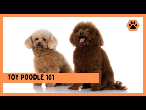 Toy Poodle Dog 101: Everything You Need to Know