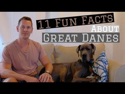 11 Fun Facts about Great Danes | Great Dane Care