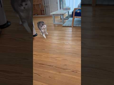 名前を呼ぶと走ってくる猫 #ねこ動画 #cat #保護猫 #子どもと猫 #ねこと暮らす #走る猫 #名前を呼ぶと