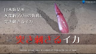 【深海映像】衝撃映像　水深550mの海底に突き刺さるイカ　水中ドローン映像