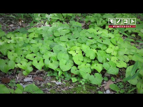 生物多様性の保全へ　島津製作所