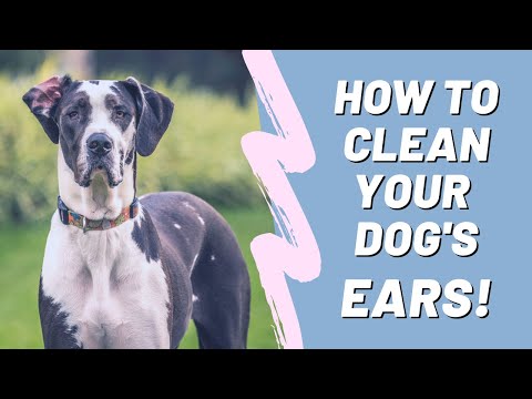 How to Clean a Dog's Ears at Home | Great Dane Tutorial! | Great Dane Care