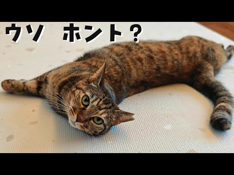 巷で言われる猫の噂の嘘と本当　915話