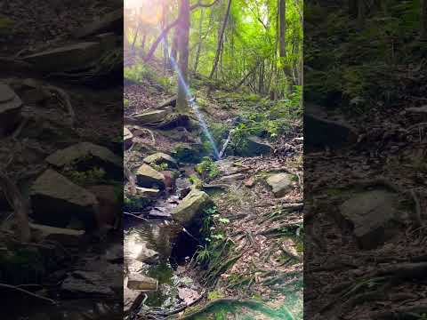 Serene Water Sounds for Relaxation and Stress Relief - Babbling Brook in Pine Mountain