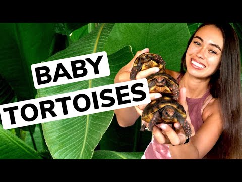 Baby Tortoise Care