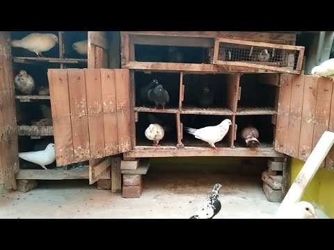 Pigeon cage updates in Tamil | Found best medicine for pigeon pox | Good Result | Pet Pigeon