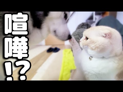 猫と犬の喧嘩の仲裁に入ったハスキー犬だったが...