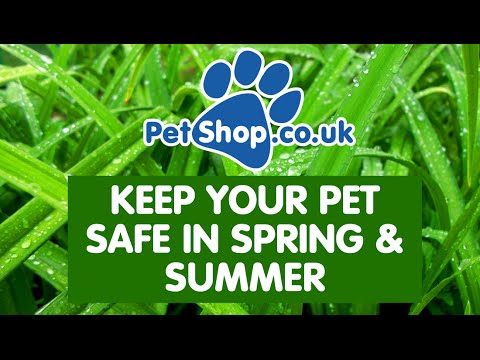 10 Tips To Keep Your Pet Safe in Spring & Summer