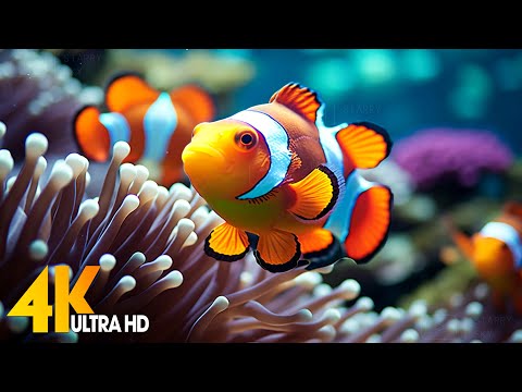 Aquarium 4K VIDEO (ULTRA HD) 🐠 Beautiful Coral Reef Fish - Relaxing Sleep Meditation Music #104