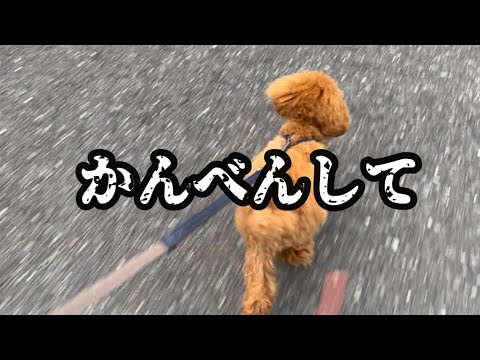 飼い主泣かせの散歩【トイプードル】