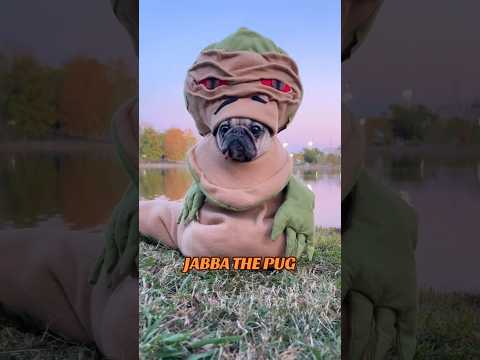 The best Star Wars dog costume of all time!! #dog #starwars #costume #halloween