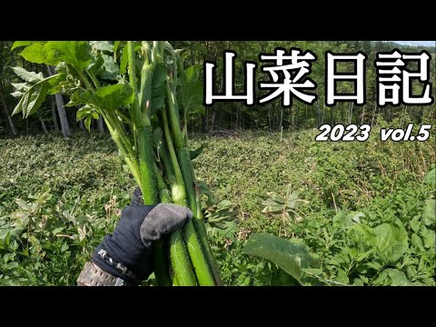 【山菜採り】ついにウド開幕