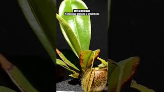 維京蘋果豬籠草 Nepenthes globosa x ampullaria