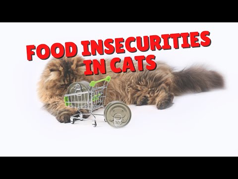 Cats That Are Insecure At Mealtime | Two Crazy Cat Ladies #shorts