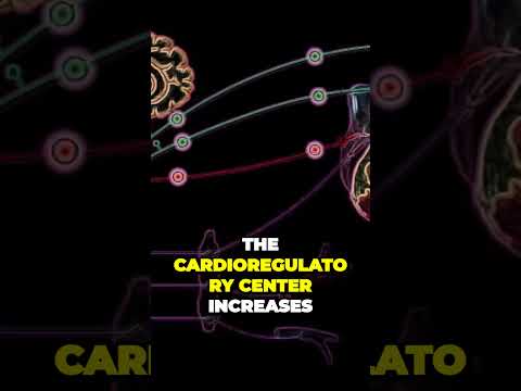 Unlocking the Baroreceptors: Understanding Blood Pressure and Heart Health