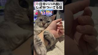 【猫動画】パパが好きすぎる猫と暮らすと大変ですwww#shorts