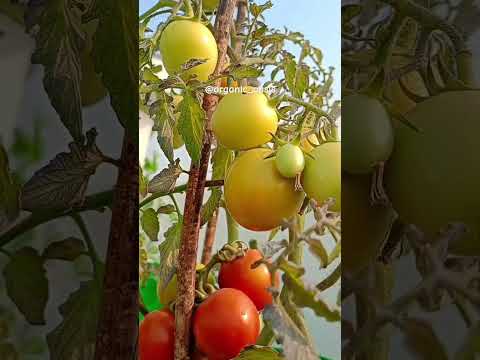 tomatoes