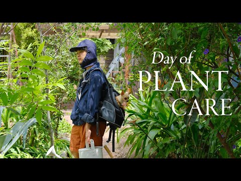 Day of Plant Care | my downsized houseplant collection