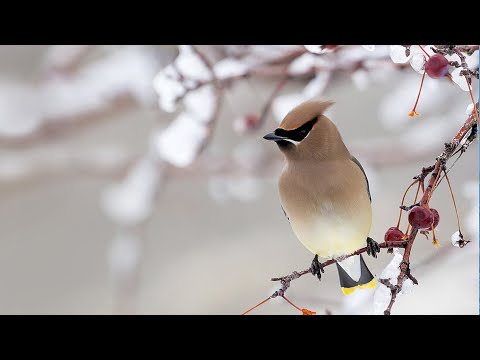 Las aves en el invierno - The Reading Corner