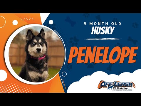 Husky, 9 Month Old, Penelope | (Best Dog Trainers Northern VA, etc) | Off Leash K9