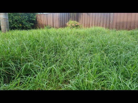 Mower STOLEN from Single Mother - I MOWED Her OVERGROWN Lawn for FREE