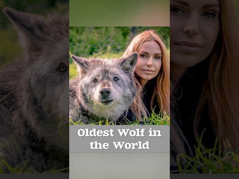 THE OLDEST WOLF IN THE WORLD #oldestwolf #wolf #greywolf  #giantwolf #canadianwolf #longevity