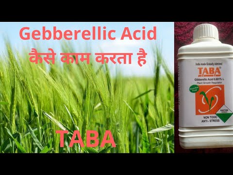 Gebberellic Acid क्या है | TABA | Plant Growth & Hormone Complete Information