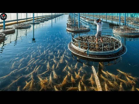 US Shrimp Farm - How to operate largest Shrimp Farm in US?