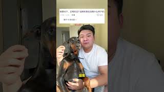 还是很凶的 #萌宠 #文明养犬从我做起 #大型犬的温柔 #杜宾 #主打的就是一个真实