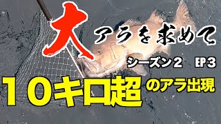 【アラ釣り】１０キロ超の大アラ現る！