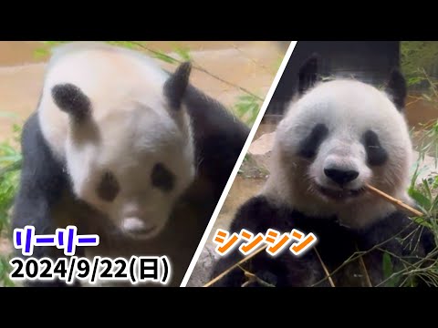 【2024/9/22(日)🌿リーリー＆シンシン🐼】〜上野動物園〜