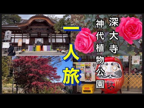 【深大寺•神代植物公園一人旅】11/27  紅葉•深大寺や神代植物公園の紅葉🍁　見頃なバラを見に行きました。