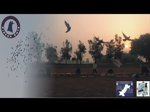 Rahim Yar Khan Racing Pigeon Club | 4th Race 400GPS | Faisalabad to Rahim Yar Kahn