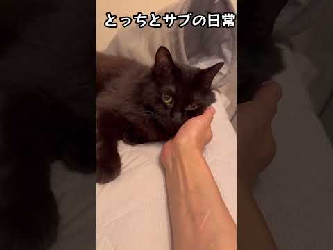 腕枕大好きサブちゃん